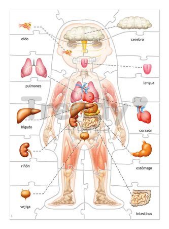 Náučné hry Učíme sa Naše telo Educa 4 puzzle po španielsky od 4-7 rokov