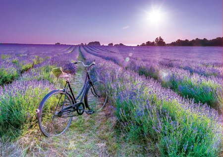 Puzzle Bike in a Lavender Field Educa 1000 dielov a Fix lepidlo