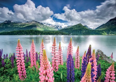 Puzzle Lupins On The Shores of Lake Sils Switzerland Educa 1500 dielov a Fix lepidlo