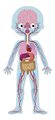 Vzdelávacie puzzle Ľudské telo Educational Puzzle Human Body Janod 50-75-100 dielov od 5 rokov