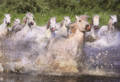 Puzzle Genuine White Camargue Horses Educa 1000 dielov od 12 rokov
