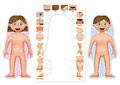Náučné hry Učíme sa Naše telo Educa 4 puzzle po španielsky od 4-7 rokov