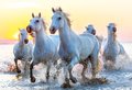 Puzzle Genuine White Horses at Sunset Educa 1000 dielov od 11 rokov
