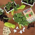 Malý záhradník - bylinky Strawberry-Mint-Basil Educa Nature so záhradníckymi potrebami od 5 rokov
