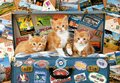 Puzzle Travelling kittens Educa 200 dielov od 6 rokov