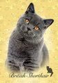 Puzzle Mini Box British Shorthair Educa 100 dielov od 6 rokov