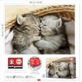 Puzzle Sweet Kittens Educa 500 dielov a Fix lepidlo v balení od 11 rokov