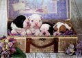 Puzzle Puppies Educa 500 dielov a Fix lepidlo v balení od 11 rokov