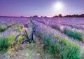 Puzzle Bike in a Lavender Field Educa 1000 dielov a Fix lepidlo