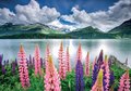 Puzzle Lupins On The Shores of Lake Sils Switzerland Educa 1500 dielov a Fix lepidlo