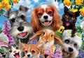 Puzzle Selfie Pet Parade Educa 200 dielov