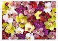 Puzzle Orchid Collage Educa 1000 dielov a Fix lepidlo