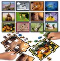 Puzzle Battle Príroda Nature Educa 12 druhov puzzle 504 dielikov a 12 kariet s obrázkami od 7 rokov