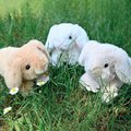Plyšový zajačik Bunny Histoire d’ Ours rôzne farby 17 cm od 0 mes
