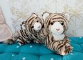 Plyšový tiger Bengaly the Tiger Histoire d’ Ours v darčekovom balení hnedý 25 cm od 0 mes