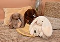 Plyšový zajačik The Bunny Coffee Histoire d’ Ours hnedý 32 cm od 0 mes