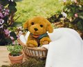 Plyšový psík Welcome Home SPA Collection Histoire d’ Ours v darčekovom balení hnedý 16 cm od 0 mes