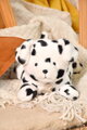 Plyšový psík dalmatín s ťažkým bruškom P'tit Relax Dalmatian Histoire d’ Ours čierno-biely 22 cm od 0 mes
