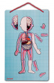 Magnetická anatómia Bodymagnet Janod od 7 rokov