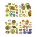 Kniha samolepiek Les The Forest Stickers Book Janod 7 predlôh od 18 mes J09200